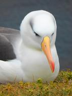 albatross near water close up