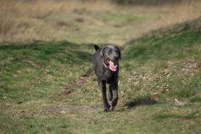 Beautiful and cute, black Labrador dog, playing on the colorful hills