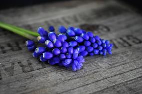 small flowers on a stem on a table