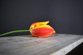 Tulip Wooden Crate Orange