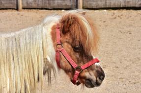 cute Pony with red bridle