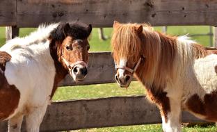 Beautiful and colorful, cute horses playing on the green meadow