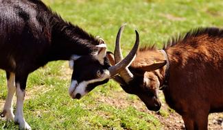 goats are butting horns