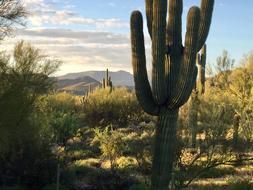 Earth Day Desert