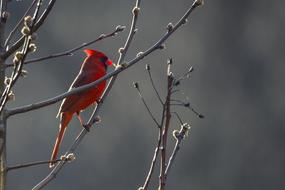 Cardinal Bird Red branch