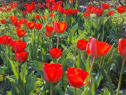 Spring Tulip