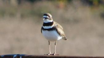 charming Bird Snowy Plover