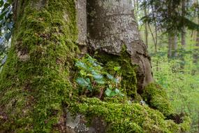 Book Seedling Tree Trunk