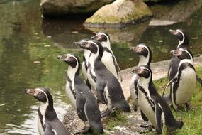 Penguins Birds Zoo