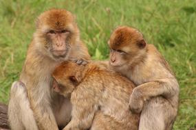 family of brown monkeys on green grass