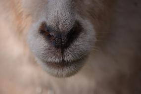 Sheep Nose mecklenburg