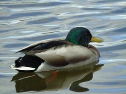beautiful wild duck swims in the pond