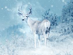 deer on mountain slope at winter, digital art