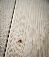 Ladybug Wood Lucky