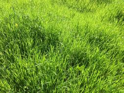 Spring Green Energy