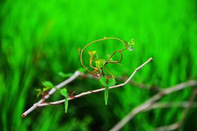 grass green branch