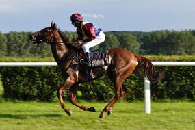 man on a brown horse