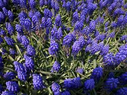 Hyacinth Purple