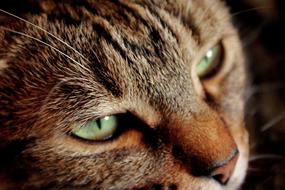 Cat Look of a green eyes close-up