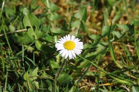 white daisy is lonely in the grass
