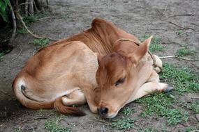 Kenya Zebu