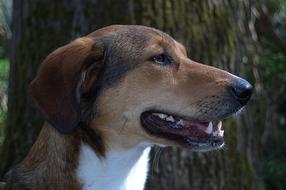 cute Dog Hybrid Mixed