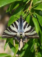 Papilio Machaon Butterfly Queen