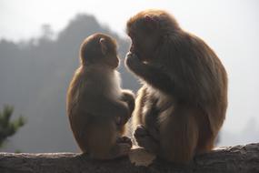 incredibly charming Monkeys, zhangjiajie