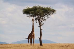 Giraffe Kenya Africa
