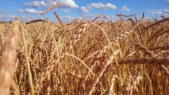 Wheat Field Cereals