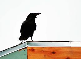 Raven Rooftop