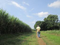 a man walks along a path along a corn field
