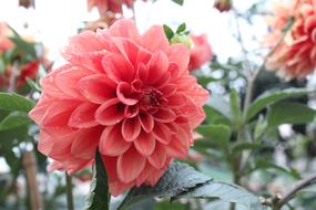 Gorgeous Red Zigui