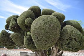 fabulous Tree, Madrid