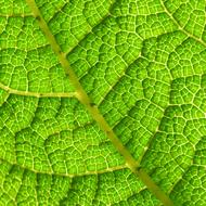 macro photo of veins of bright green leaf