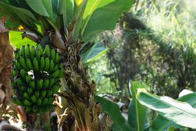 Banana Plantain Tree Platano Mata