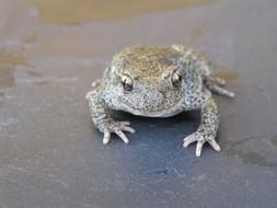 Toad Frog Mottled