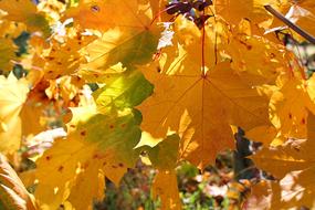 autumn trees landscape