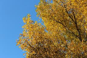 Tree Top Autumn