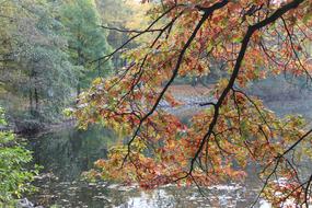 Lake Tree Water