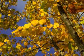 Tree Yellow Brown