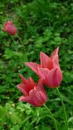 Open Tulips Pink Garde