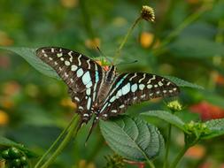 cute butterfly on the grass