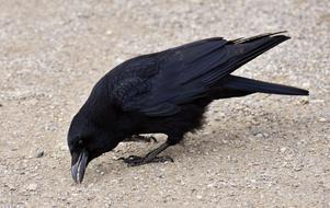 Common Raven Bird black