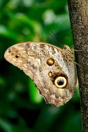 Butterfly Exotic Insect on tree