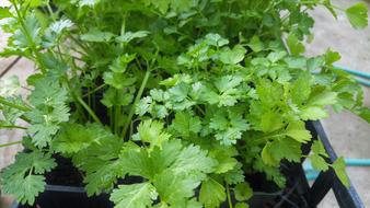green flowering cilantro