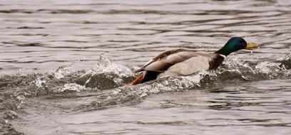 fast swimming duck in a lake