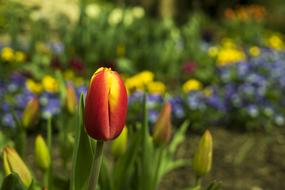 closed tulip bud
