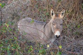 photo of a domestic donkey against a background of dry autumn grass