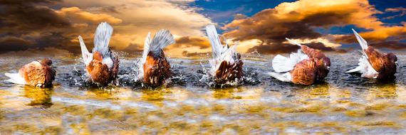 Water Birdsincredibly charming